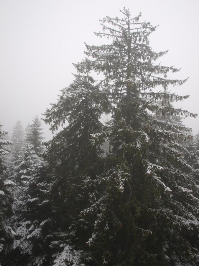Borovets Forest View Exterior photo